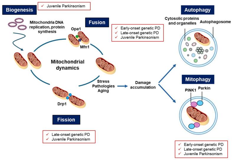 https://cdn.ncbi.nlm.nih.gov/pmc/blobs/cb14/12072996/3365c1a077b4/ijms-26-04451-g002.jpg