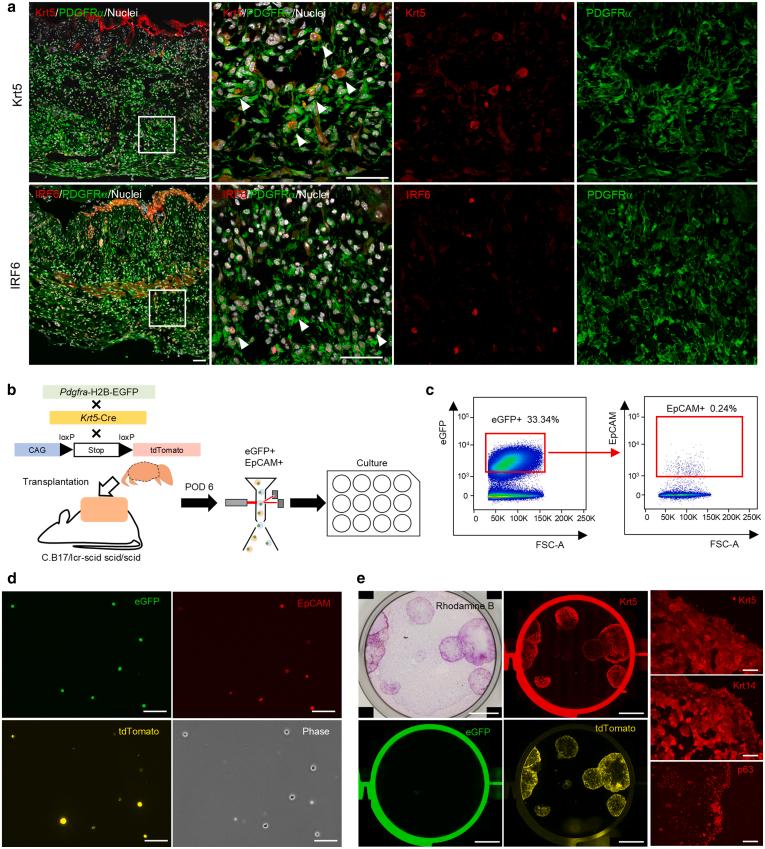 https://cdn.ncbi.nlm.nih.gov/pmc/blobs/cb14/12332924/8be81752dd68/gr8.jpg