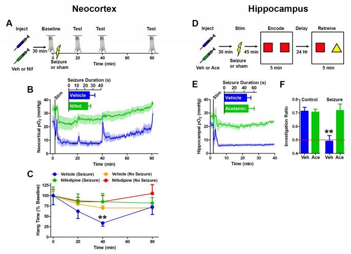 https://cdn.ncbi.nlm.nih.gov/pmc/blobs/cb15/5154758/8c2b46c1e715/elife-19352-fig6.jpg