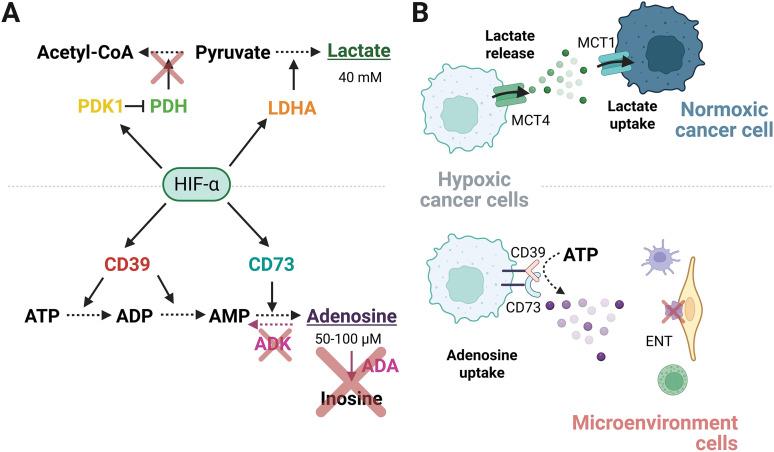 https://cdn.ncbi.nlm.nih.gov/pmc/blobs/cb16/12308261/574d35c97c76/OncolRes-33-65953-f002.jpg