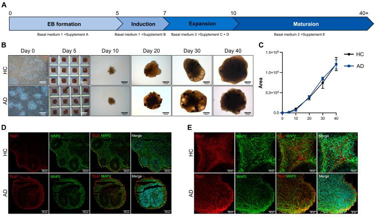 https://cdn.ncbi.nlm.nih.gov/pmc/blobs/cb1f/11201172/a9958261e5e9/biomedicines-12-01193-g002.jpg