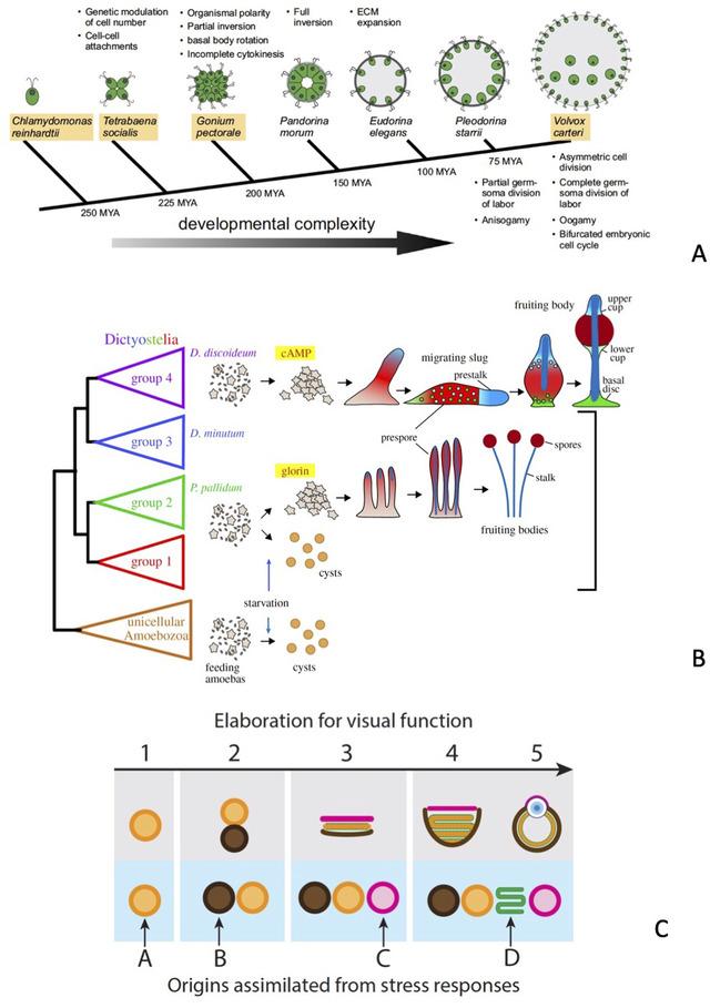 https://cdn.ncbi.nlm.nih.gov/pmc/blobs/cb1f/9303342/87d9148d15fb/EVO-76-394-g003.jpg