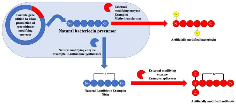 https://cdn.ncbi.nlm.nih.gov/pmc/blobs/cb20/11273373/c0b0554abf60/antibiotics-13-00666-g009.jpg