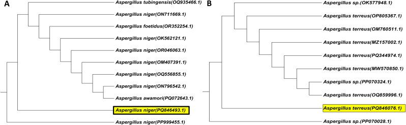 https://cdn.ncbi.nlm.nih.gov/pmc/blobs/cb20/12080025/58e48b93314c/12866_2025_4000_Fig3_HTML.jpg