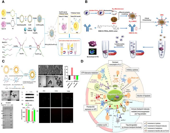 https://cdn.ncbi.nlm.nih.gov/pmc/blobs/cb23/11091305/8be4e66c5a48/fonc-14-1389775-g012.jpg