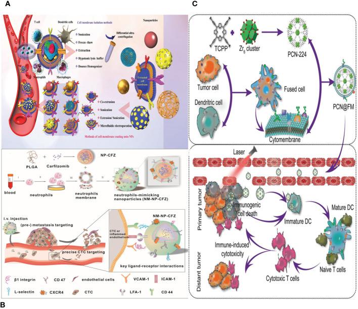 https://cdn.ncbi.nlm.nih.gov/pmc/blobs/cb23/11091305/bf2bba9d4134/fonc-14-1389775-g007.jpg