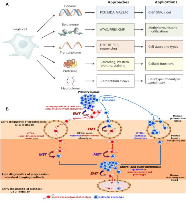 https://cdn.ncbi.nlm.nih.gov/pmc/blobs/cb23/11091305/c963a279e7bd/fonc-14-1389775-g003.jpg