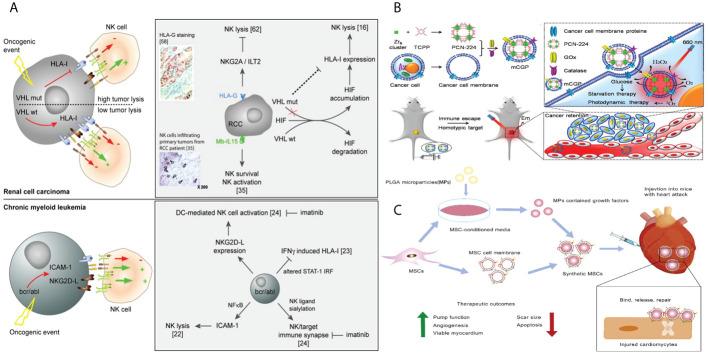 https://cdn.ncbi.nlm.nih.gov/pmc/blobs/cb23/11091305/d473882b3f7a/fonc-14-1389775-g008.jpg