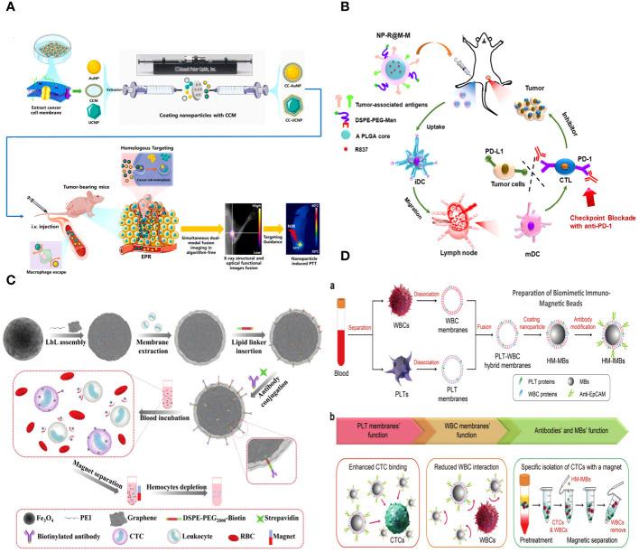 https://cdn.ncbi.nlm.nih.gov/pmc/blobs/cb23/11091305/ff073cfa63c1/fonc-14-1389775-g011.jpg