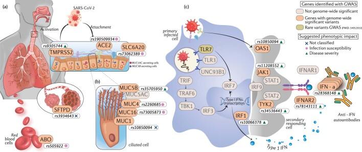 https://cdn.ncbi.nlm.nih.gov/pmc/blobs/cb24/10482689/7f9b4c530381/41586_2023_6355_Fig3_ESM.jpg