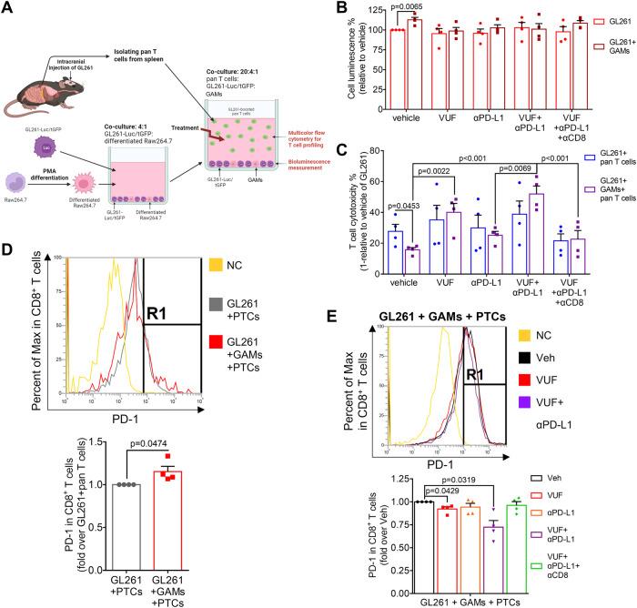 https://cdn.ncbi.nlm.nih.gov/pmc/blobs/cb28/11187218/ccacf2802070/41419_2024_6784_Fig5_HTML.jpg