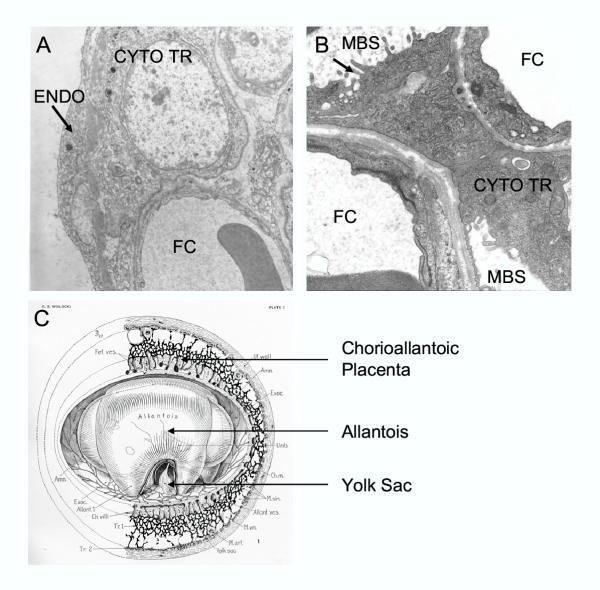 https://cdn.ncbi.nlm.nih.gov/pmc/blobs/cb2b/455692/dbd25c80426b/1477-7827-2-46-2.jpg