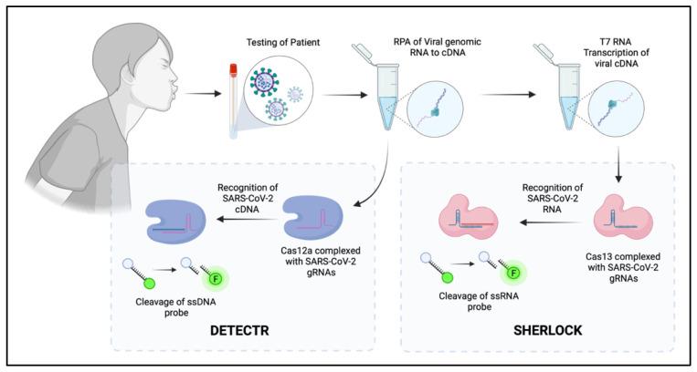 https://cdn.ncbi.nlm.nih.gov/pmc/blobs/cb2d/8624524/97f3925b8d22/viruses-13-02157-g003.jpg