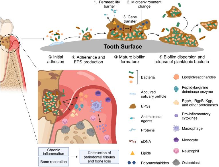 https://cdn.ncbi.nlm.nih.gov/pmc/blobs/cb2e/11910363/b0706aa38eed/gr1.jpg