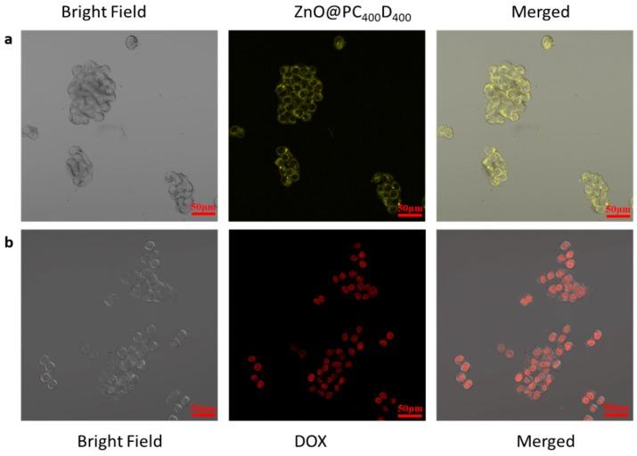 https://cdn.ncbi.nlm.nih.gov/pmc/blobs/cb2e/6401959/6e62f369fa06/polymers-10-01272-g007.jpg