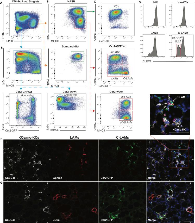 https://cdn.ncbi.nlm.nih.gov/pmc/blobs/cb2e/8102804/2566a4115bdc/gr2.jpg