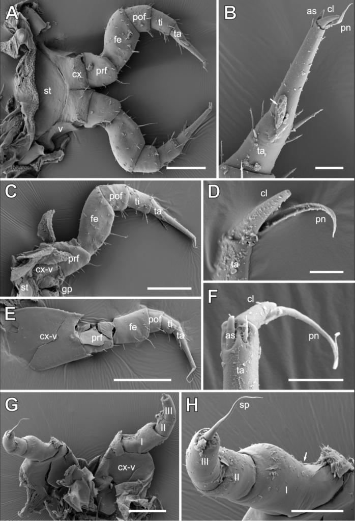 https://cdn.ncbi.nlm.nih.gov/pmc/blobs/cb2f/7987703/4734c572ef69/zookeys-1024-137-g003.jpg