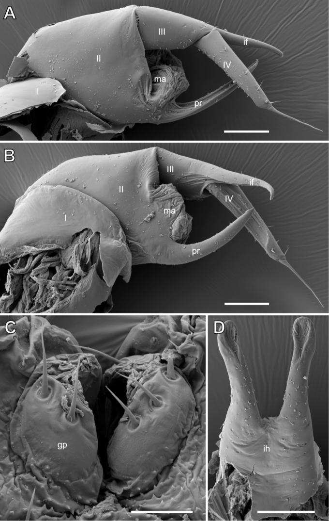 https://cdn.ncbi.nlm.nih.gov/pmc/blobs/cb2f/7987703/7c6408d21e43/zookeys-1024-137-g005.jpg