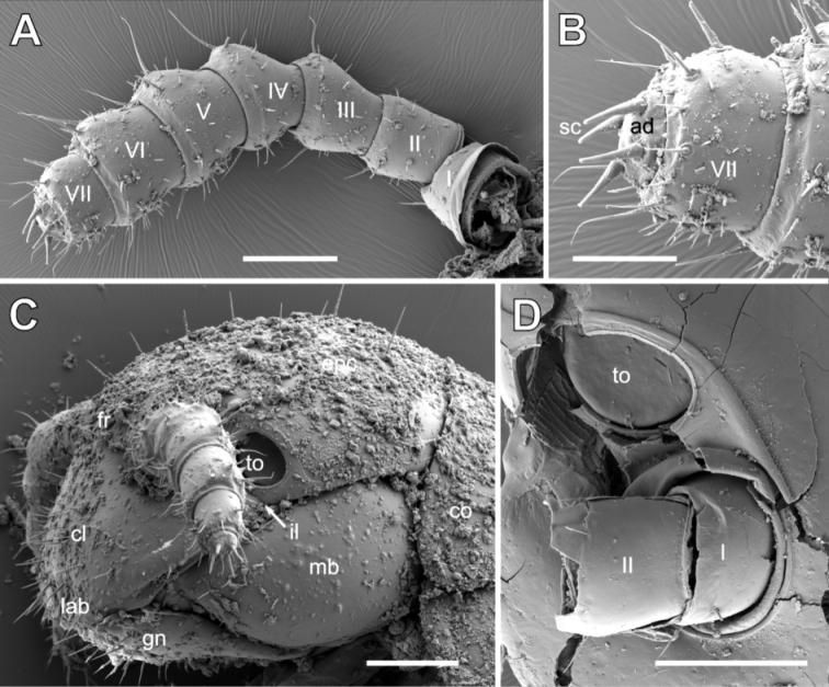 https://cdn.ncbi.nlm.nih.gov/pmc/blobs/cb2f/7987703/b8d8164345fa/zookeys-1024-137-g002.jpg