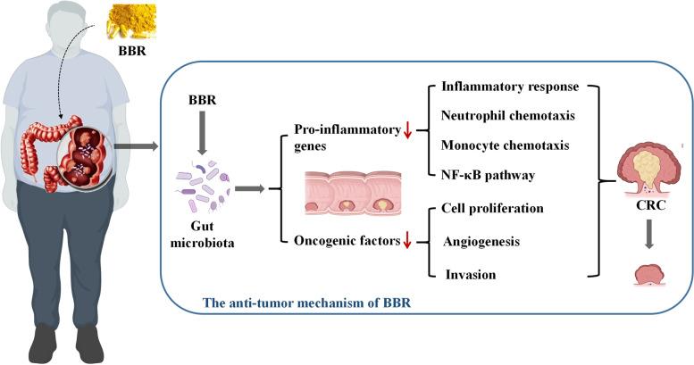 https://cdn.ncbi.nlm.nih.gov/pmc/blobs/cb31/9123795/06adfb09cd22/12885_2022_9635_Fig10_HTML.jpg