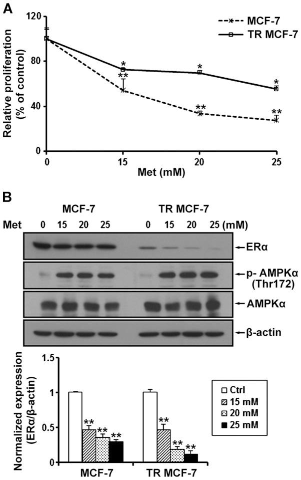 https://cdn.ncbi.nlm.nih.gov/pmc/blobs/cb32/4811404/e93cd5494960/OR-35-05-2553-g01.jpg