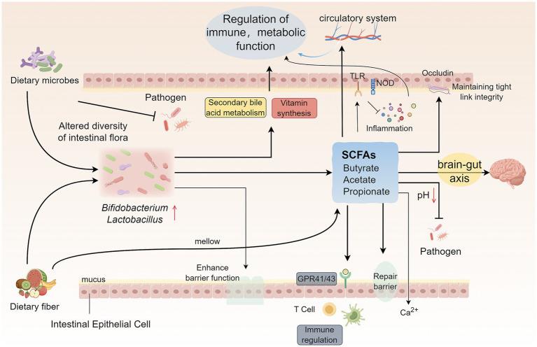 https://cdn.ncbi.nlm.nih.gov/pmc/blobs/cb33/12402699/ecb56045b373/fnut-12-1625987-g002.jpg