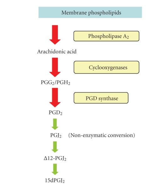 https://cdn.ncbi.nlm.nih.gov/pmc/blobs/cb38/2528256/9dca73d42ed1/PPAR2008-769413.001.jpg