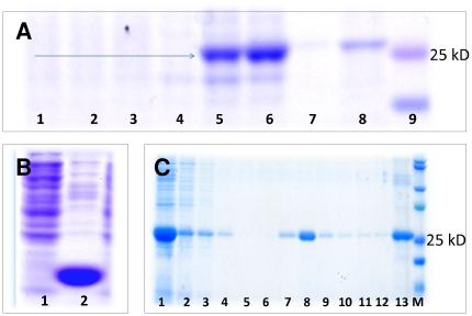 https://cdn.ncbi.nlm.nih.gov/pmc/blobs/cb3c/2908544/b02e2c56cece/pone.0011694.g003.jpg