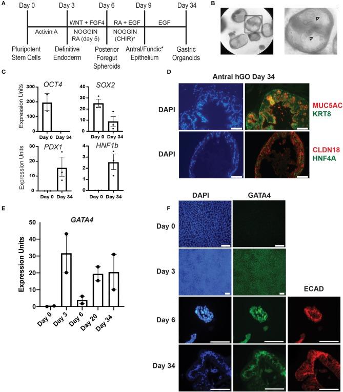 https://cdn.ncbi.nlm.nih.gov/pmc/blobs/cb3c/7042400/068100b5aac8/fmed-07-00044-g0001.jpg