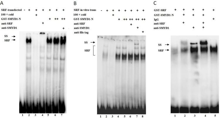 https://cdn.ncbi.nlm.nih.gov/pmc/blobs/cb42/4723226/676565b5df21/pone.0146468.g006.jpg