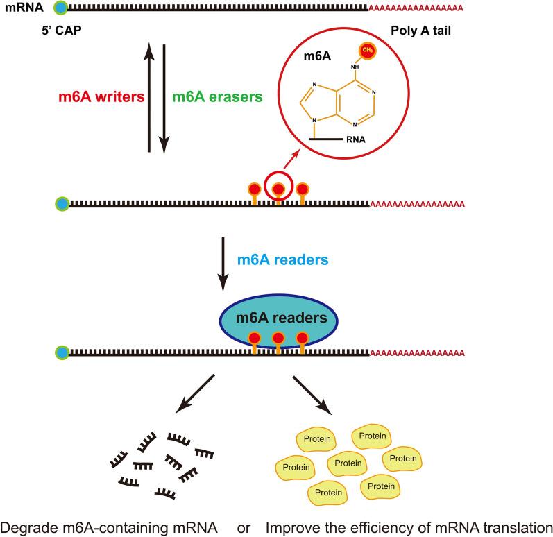 https://cdn.ncbi.nlm.nih.gov/pmc/blobs/cb4a/8186046/2b3b644d880f/12967_2021_2918_Fig4_HTML.jpg