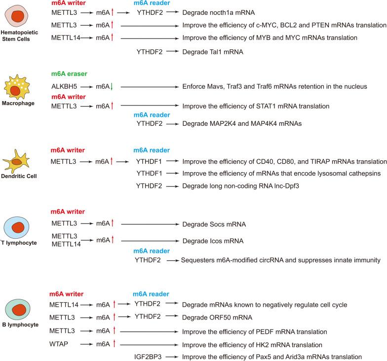https://cdn.ncbi.nlm.nih.gov/pmc/blobs/cb4a/8186046/e8c5f2653feb/12967_2021_2918_Fig2_HTML.jpg