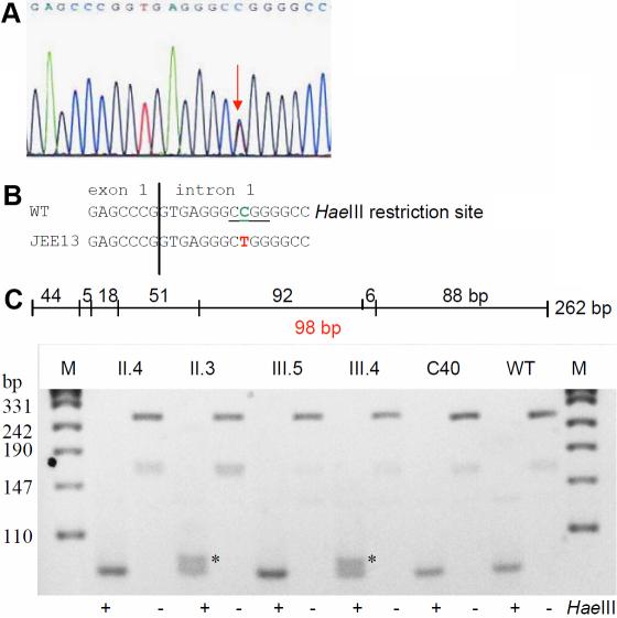 https://cdn.ncbi.nlm.nih.gov/pmc/blobs/cb4b/2956670/ccd1ea0c3be7/mv-v16-1837-f4.jpg