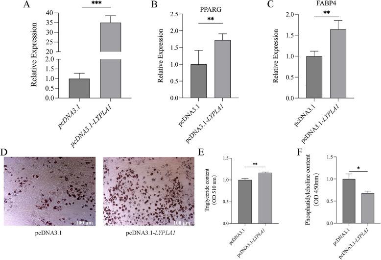 https://cdn.ncbi.nlm.nih.gov/pmc/blobs/cb50/12032779/9be72cb0e076/12864_2025_11611_Fig5_HTML.jpg