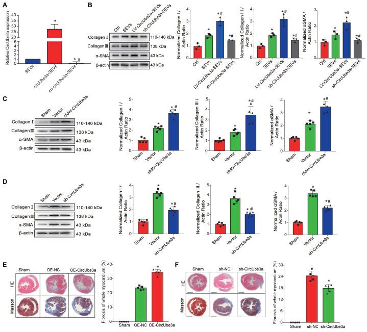 https://cdn.ncbi.nlm.nih.gov/pmc/blobs/cb52/8120198/f85ed69a3cb5/thnov11p6315g005.jpg