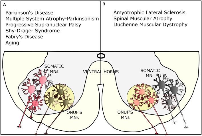 https://cdn.ncbi.nlm.nih.gov/pmc/blobs/cb54/7500142/7a2ab7a5075d/fnana-14-572013-g0004.jpg