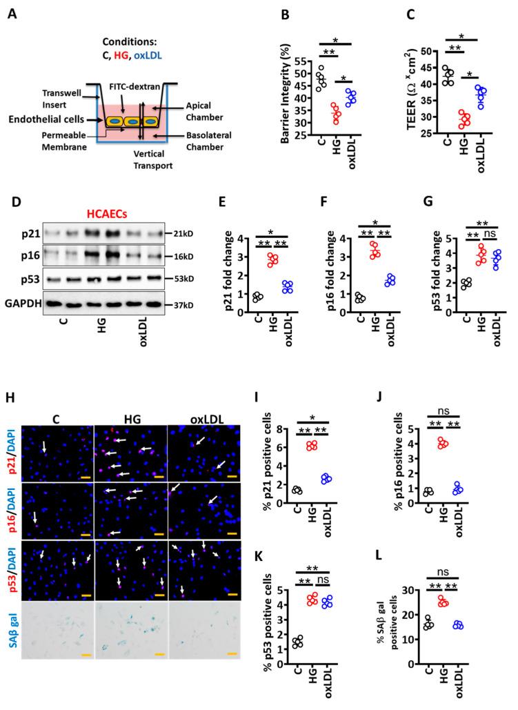 https://cdn.ncbi.nlm.nih.gov/pmc/blobs/cb54/9323824/e5b8bea1e06f/nutrients-14-02786-g001.jpg