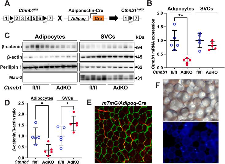 https://cdn.ncbi.nlm.nih.gov/pmc/blobs/cb58/12363599/58aa27beb8a6/gr1.jpg