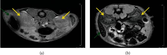 https://cdn.ncbi.nlm.nih.gov/pmc/blobs/cb58/7953590/df74afc5c9a9/MOI2021-6677847.004.jpg