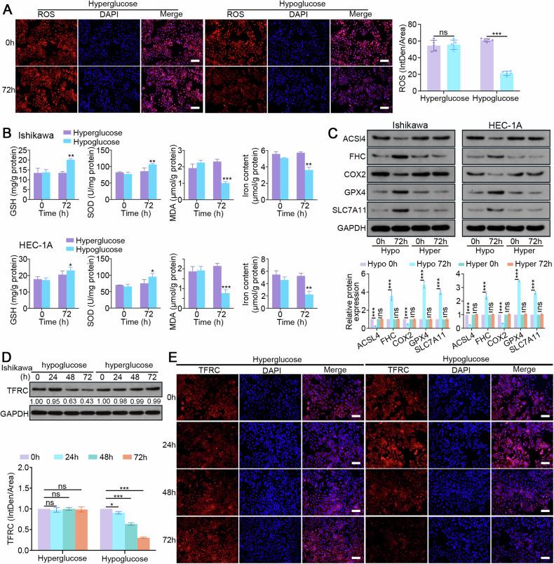 https://cdn.ncbi.nlm.nih.gov/pmc/blobs/cb5d/11379720/034e55d283af/41419_2024_7013_Fig5_HTML.jpg