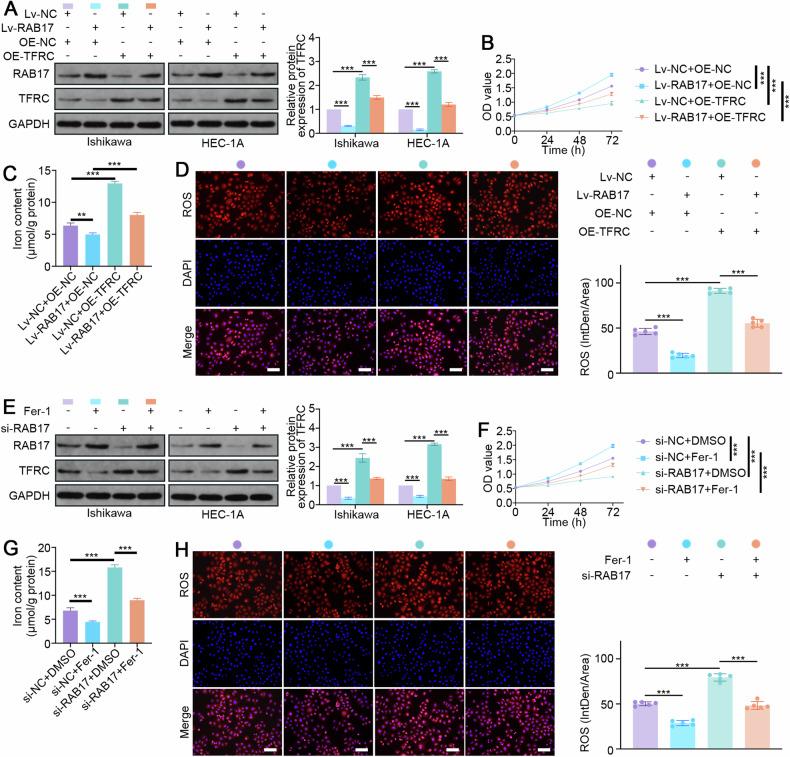 https://cdn.ncbi.nlm.nih.gov/pmc/blobs/cb5d/11379720/447eb901ca11/41419_2024_7013_Fig6_HTML.jpg