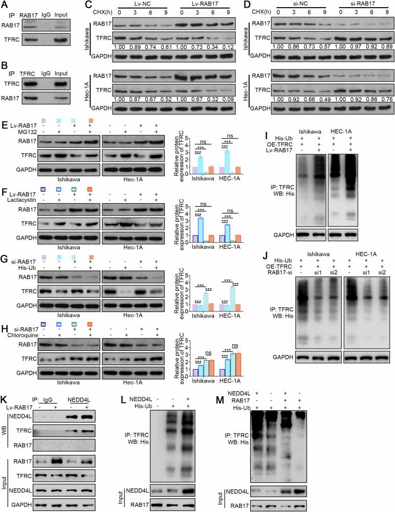 https://cdn.ncbi.nlm.nih.gov/pmc/blobs/cb5d/11379720/70a7283d8861/41419_2024_7013_Fig4_HTML.jpg