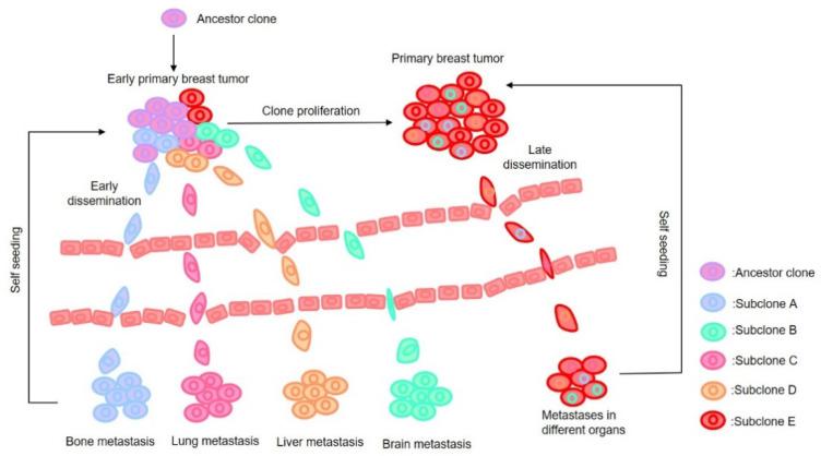 https://cdn.ncbi.nlm.nih.gov/pmc/blobs/cb60/8268362/a5acbf85b2c8/cancers-13-03276-g001.jpg