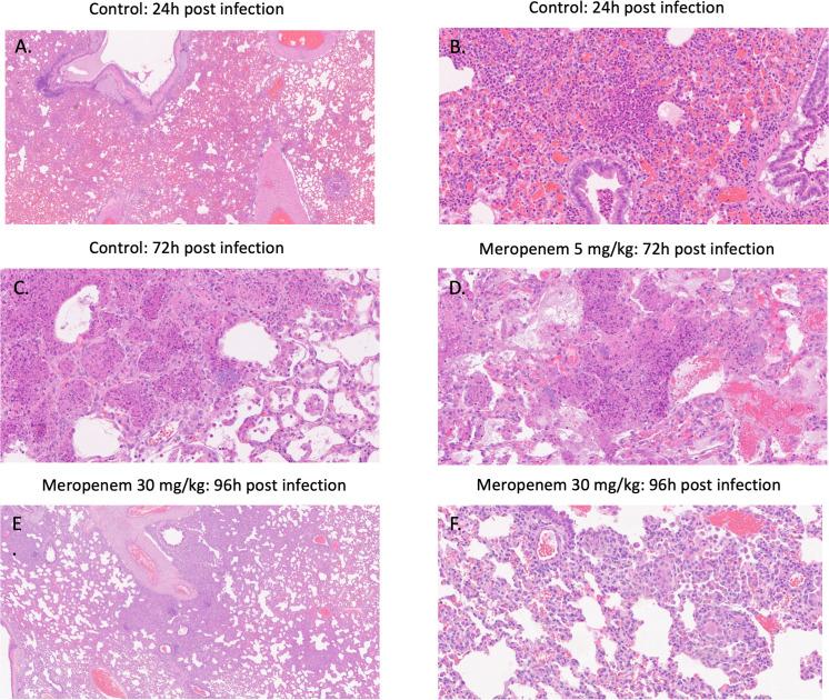https://cdn.ncbi.nlm.nih.gov/pmc/blobs/cb62/10865990/bbeb466e8e84/mbio.03165-23.f004.jpg