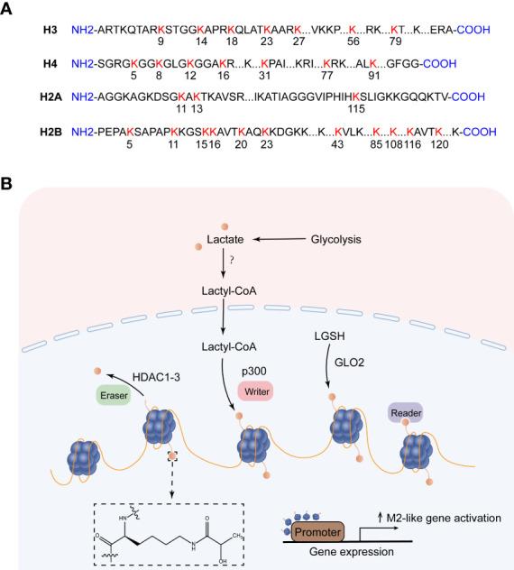 https://cdn.ncbi.nlm.nih.gov/pmc/blobs/cb62/9853001/bd7e75546c88/fonc-12-1063423-g003.jpg