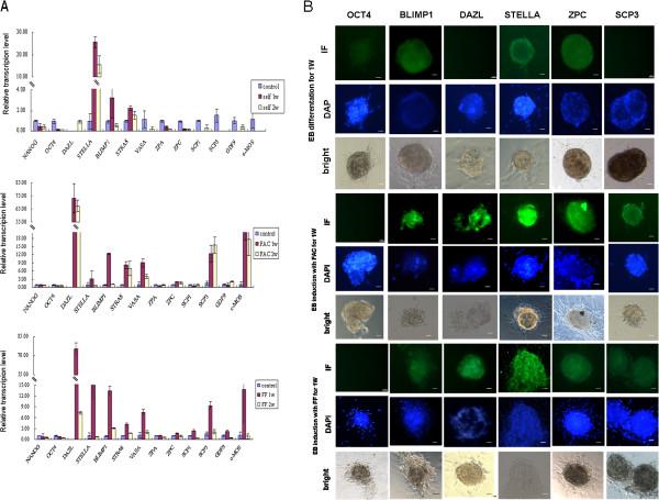 https://cdn.ncbi.nlm.nih.gov/pmc/blobs/cb66/3844331/a784ae254a6c/1471-213X-13-34-3.jpg