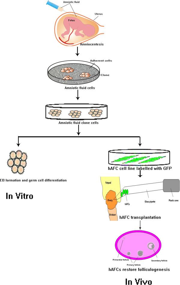 https://cdn.ncbi.nlm.nih.gov/pmc/blobs/cb66/3844331/d5faa3b6faac/1471-213X-13-34-7.jpg