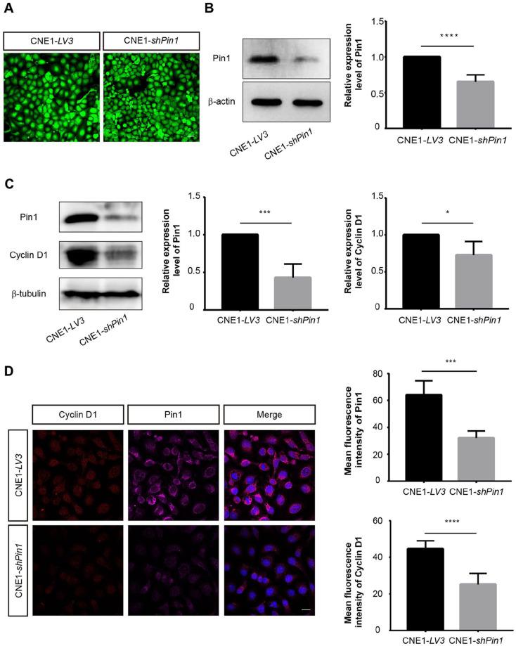 https://cdn.ncbi.nlm.nih.gov/pmc/blobs/cb6c/9449506/51d41e1615a3/10.1177_09636897221116085-fig3.jpg