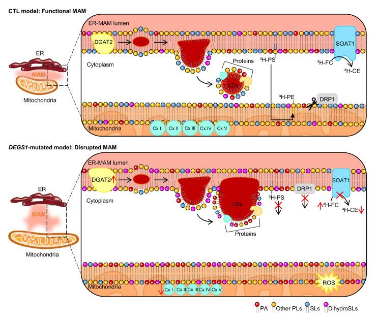 https://cdn.ncbi.nlm.nih.gov/pmc/blobs/cb6e/10178845/8ee4dbaab7cf/jci-133-162957-g008.jpg