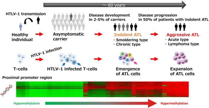 https://cdn.ncbi.nlm.nih.gov/pmc/blobs/cb6e/11967254/4cb245417e33/CAS-116-853-g003.jpg